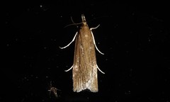 Eudonia octophora