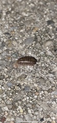 Armadillidium vulgare