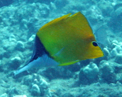 Forcipiger longirostris