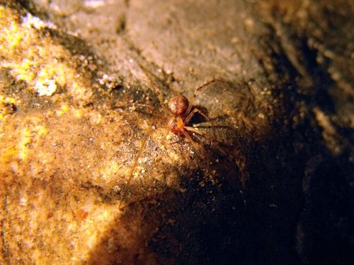 Kryptonesticus eremita