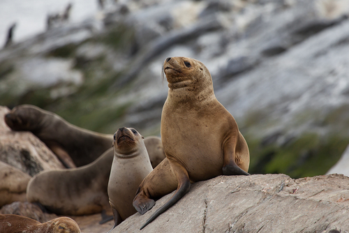 South American Sea Lion, photo 7 of 9