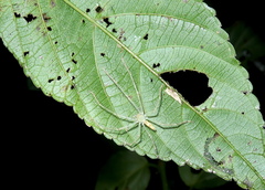 Anaptomecus