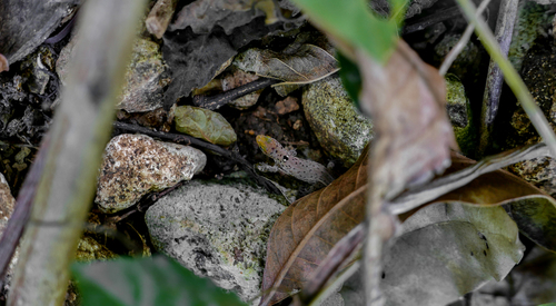 Alto Velo Least Gecko, Sphaerodactylus altavelensis
