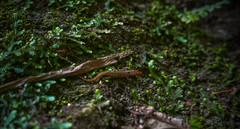Sphaerodactylus