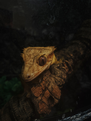 Correlophus ciliatus