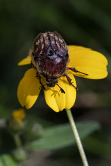 Euphoria subtomentosa