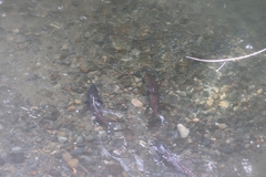 Oncorhynchus tshawytscha