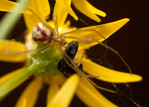 Scarce candy-striped spider