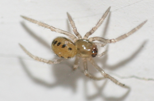 Scarce candy-striped spider