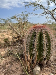 Melocactus intortus domingensis