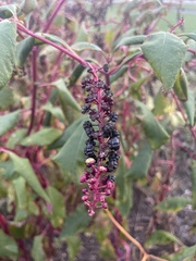 Phytolacca americana