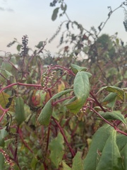Phytolacca americana