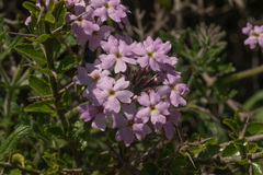 Glandularia laciniata