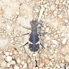Cicindela schauppii
