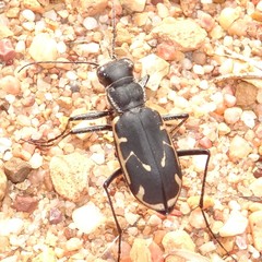Cicindela obsoleta