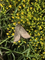 Protorthodes melanopis
