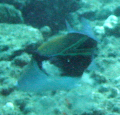 Rhinecanthus rectangulus