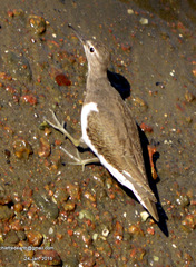 Actitis hypoleucos