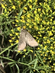Protorthodes melanopis
