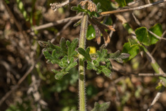 Glandularia laciniata