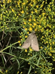 Protorthodes melanopis