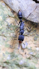 Harpegnathos venator