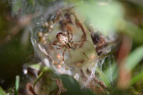 Forest Cobweb Weaver