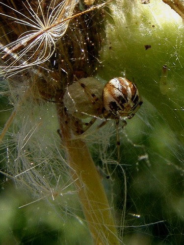 Forest Cobweb Weaver