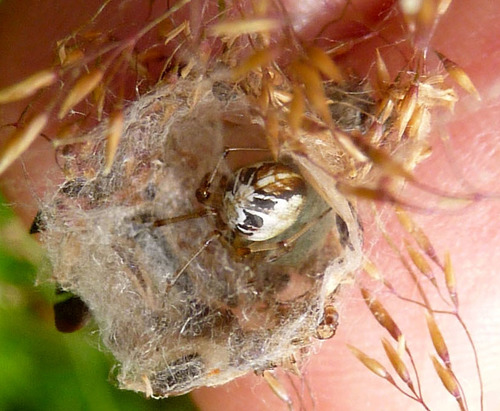 Forest Cobweb Weaver