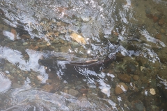 Oncorhynchus tshawytscha