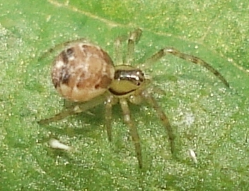 Forest Cobweb Weaver