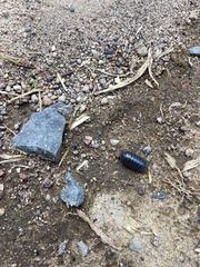 Armadillidium vulgare