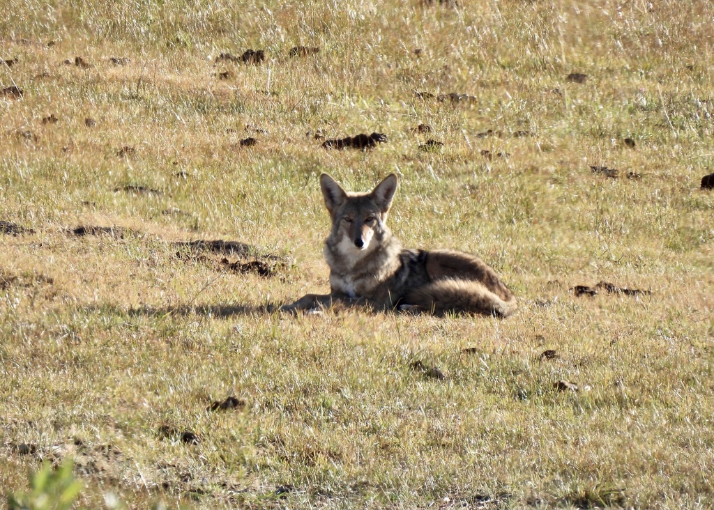 Canis latrans, Washoe County, NV, USA, by Emma Wynn
