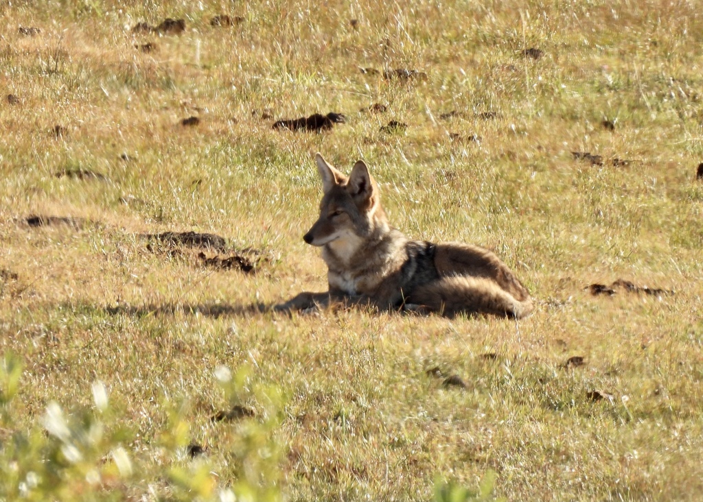 Canis latrans, Washoe County, NV, USA, by Emma Wynn