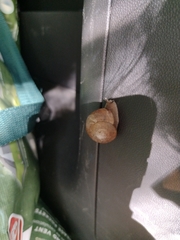 Zachrysia provisoria