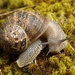 Garden Snail - Photo (c) Ferran Turmo Gort, some rights reserved (CC BY-NC-SA)