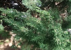 Cupressus × leylandii