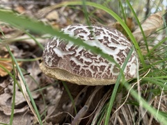 Aureoboletus russellii