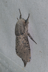 Polyphagozerra coffeae