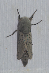 Polyphagozerra coffeae