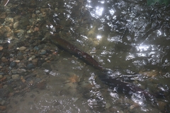 Oncorhynchus tshawytscha