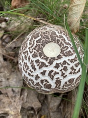 Aureoboletus russellii