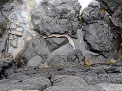 Gymnothorax pictus