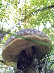 Aureoboletus russellii