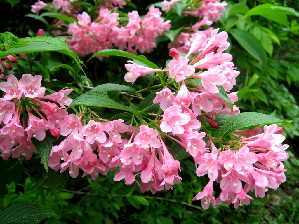 garden weigela
