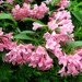 Garden Weigela - Photo (c) Qwert1234, some rights reserved (CC BY-SA)
