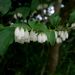 Lyonia ovalifolia elliptica - Photo (c) KENPEI，保留部份權利CC BY-SA