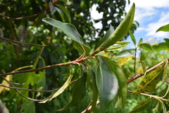 Baccharis