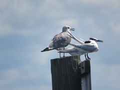 Leucophaeus atricilla