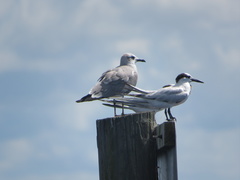 Leucophaeus atricilla